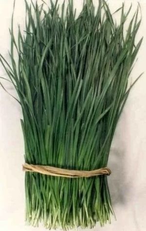 Chesnov Onion (Allium tuberosum) - 1500 br (±) / 5 g seeds